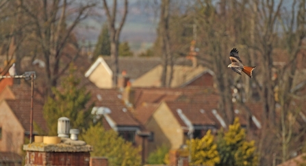 A red kite flies over rooftops