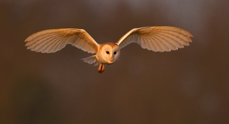 Barn owl - Andy Rouse