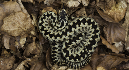 Adder in autumn leaves