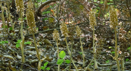 Bird's-nest orchids (Neottia nidus-avis) 
