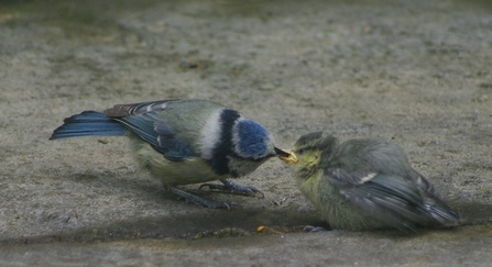 Blue tit feeding chick