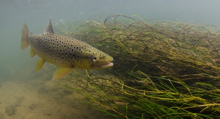 Brown trout