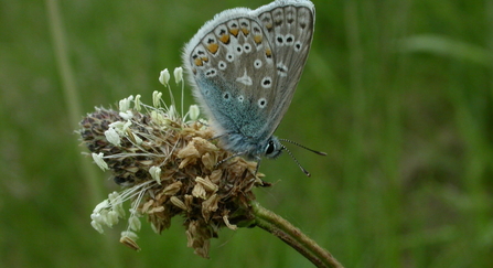 Common blue butterfly