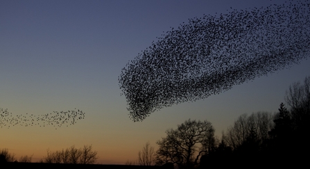 Starling murmuration by Danny Green/2020VISION