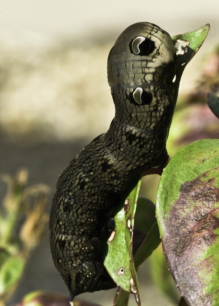 Elephant Hawkmoth Caterpillar