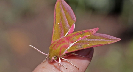 Elephant hawkmoth