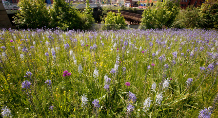 Wildflowers in an urban setting