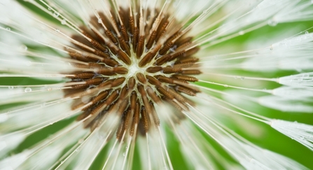 An extreme close-up of the centre of a dandelion