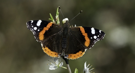 Red Admiral (Vanessa atalanta) on blackthorn blossom