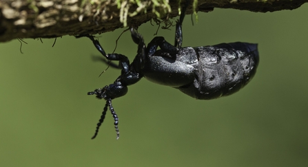 Oil beetle