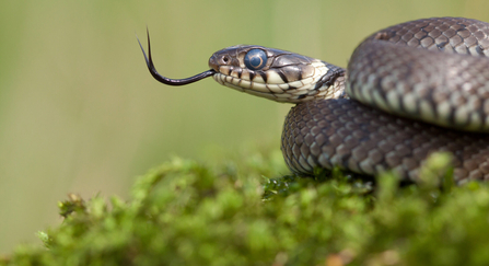 Grass snake with its tongue out