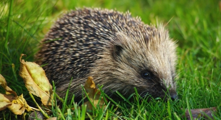 Hedgehog exploring a lawn