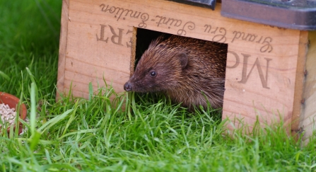 Hedgehog in feeding box by Gillian Day