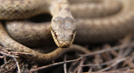 Smooth snake looking at the camera