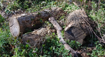 Log pile by Scott Petrek