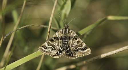 Mother Shipton Moth