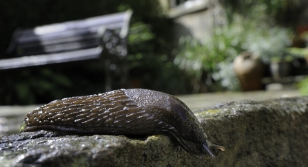 Great black slug (Arion ater) brown form, crawling over patio after rain, with house and garden bench in the background