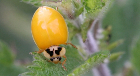 Newly emerged harlequin ladybird with fewer spots
