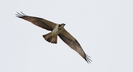 Osprey by Stefan Johansson