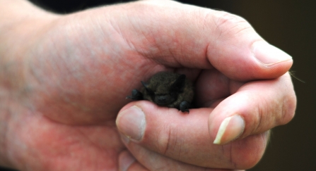 A pipistrelle bat being held