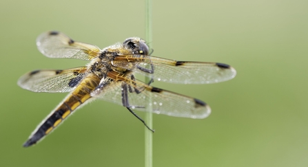 Four-spotted chaser