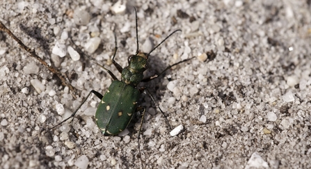 Green tiger beetle {Cicindela campestris}