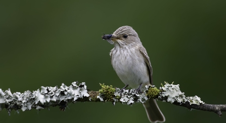 Spotted Flycatcher (Muscicapa striata), perched on lichen branch with fly in beak