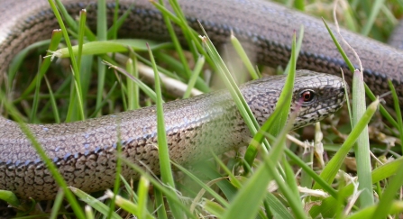 Slow worm by Bruce Shortland