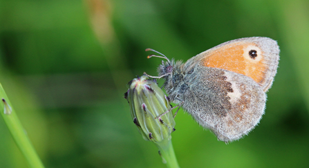 Small heath butterfly