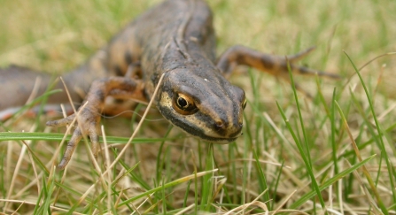 Smooth newt in the grass