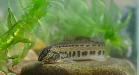 Spined loach