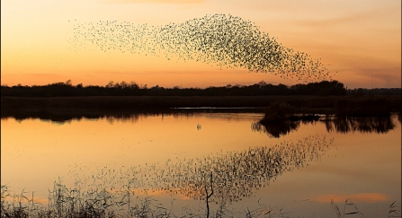 Murmuration of starlings at sunset