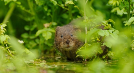 Water Vole looking at the camera