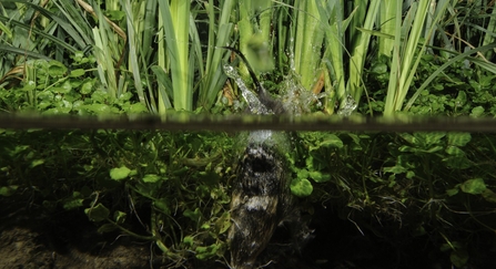 Water Vole (Arvicola amphibius), Kent, UK. Disturbed vole diving. Digitally modified - piece of apple cloned out