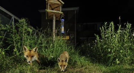 Fox in a wildlife garden by Terry Whittaker/2020VISION