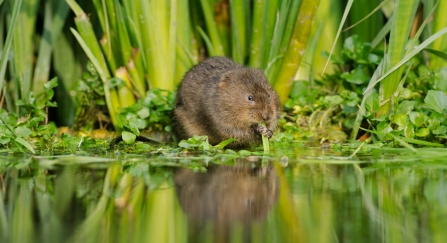 Water Vole