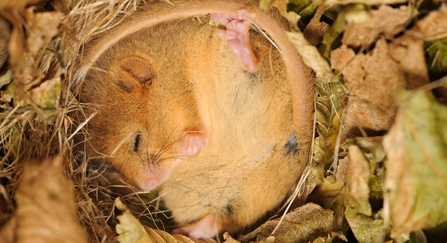 Hazel dormouse sleeping in leaf litter