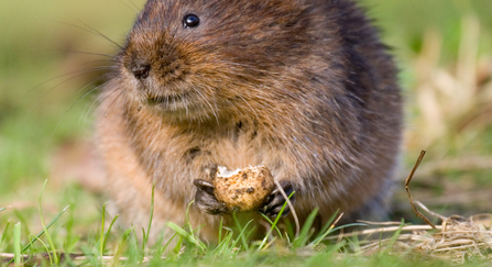 Water vole feeding on root