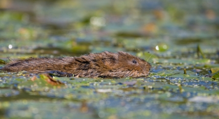 Water vole swimming