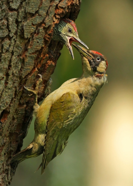 Green woodpecker feeding young at nest