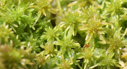 Sphagnum moss