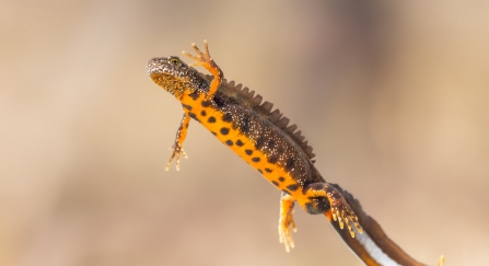 Great crested newt male