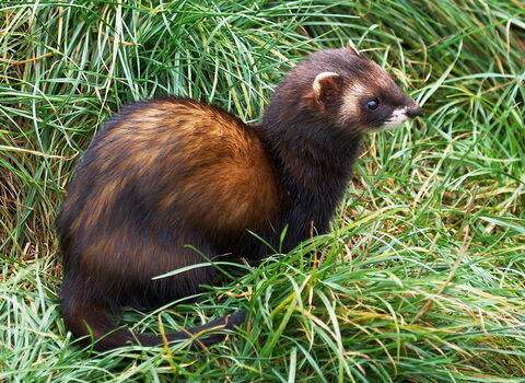 A polecat sat amongst tufts of grass in a field