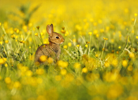 Rabbit kit