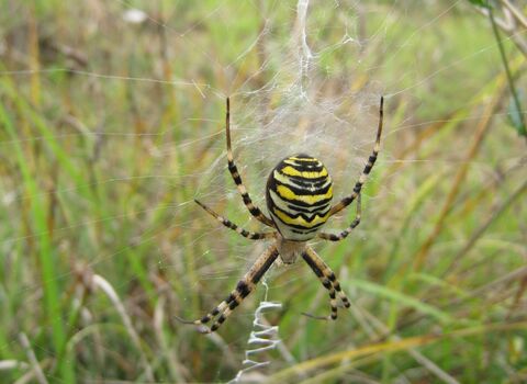 Wasp Spider