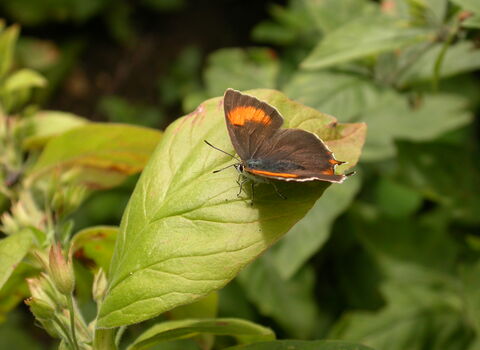 Brown Hairstreak butterfly