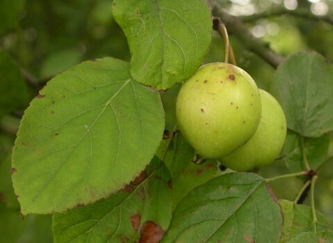 Crab Apple