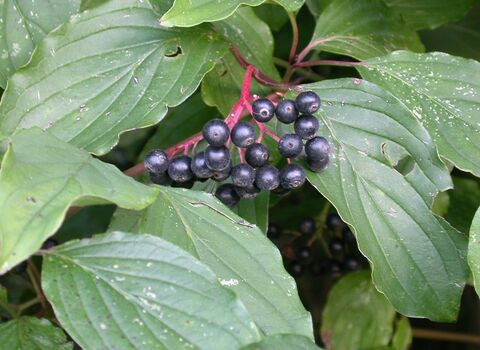Dogwood