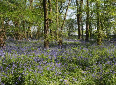 Gamlingay wood - Bob Parker