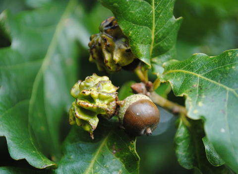 Knopper Gall